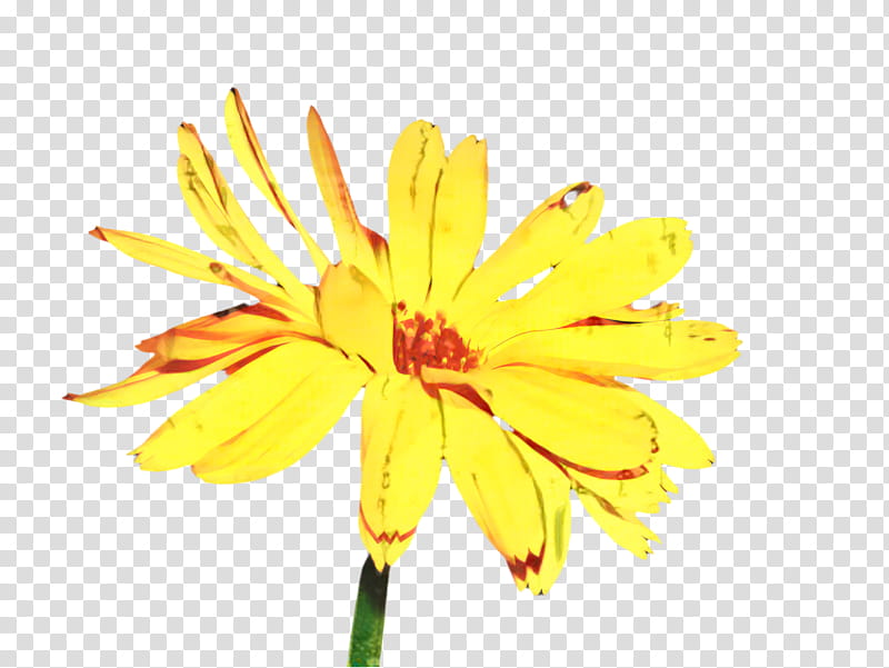 Blossom Flower, Marigold, Bloom, Flora, Chrysanthemum, Cut Flowers, Plant Stem, Pot Marigold transparent background PNG clipart