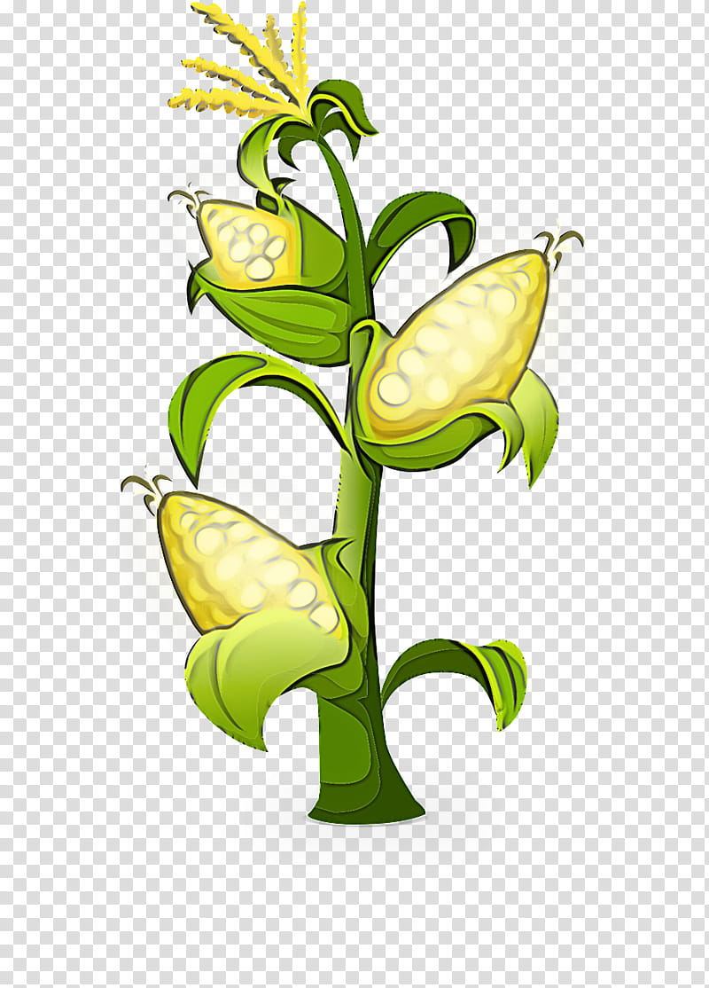 flower plant yellow plant stem nepenthes, Cut Flowers transparent background PNG clipart