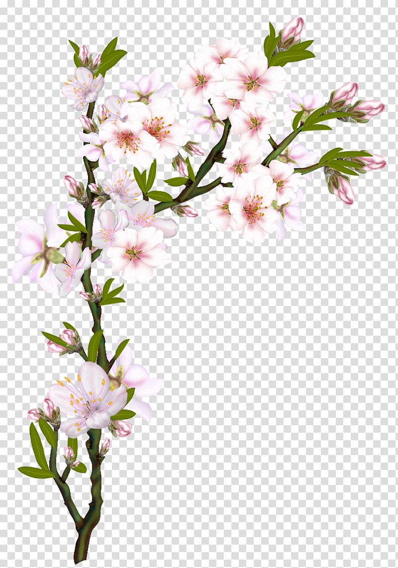 Almond Tree Corners, white petaled flowers transparent background PNG clipart