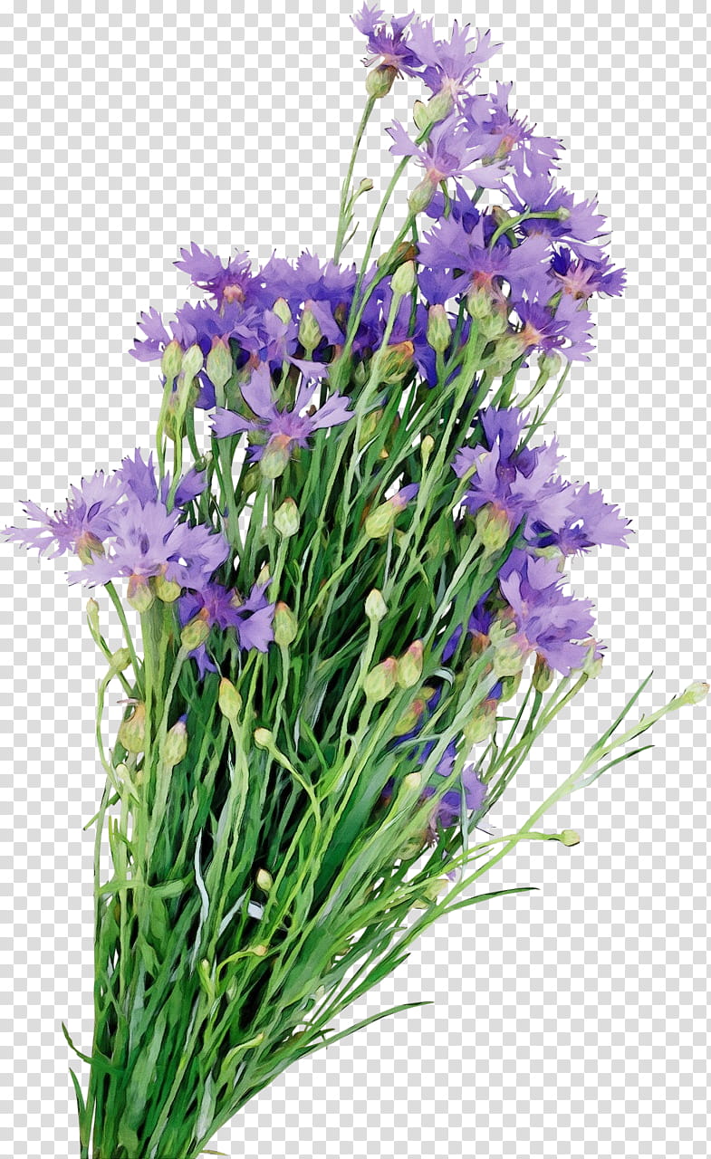 Family Tree Design, English Lavender, Flower, Floral Design, Rose, Shrub, Lily, Cut Flowers transparent background PNG clipart