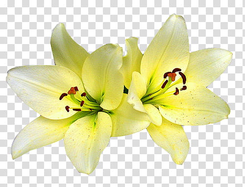 Flowers, yellow flowers transparent background PNG clipart