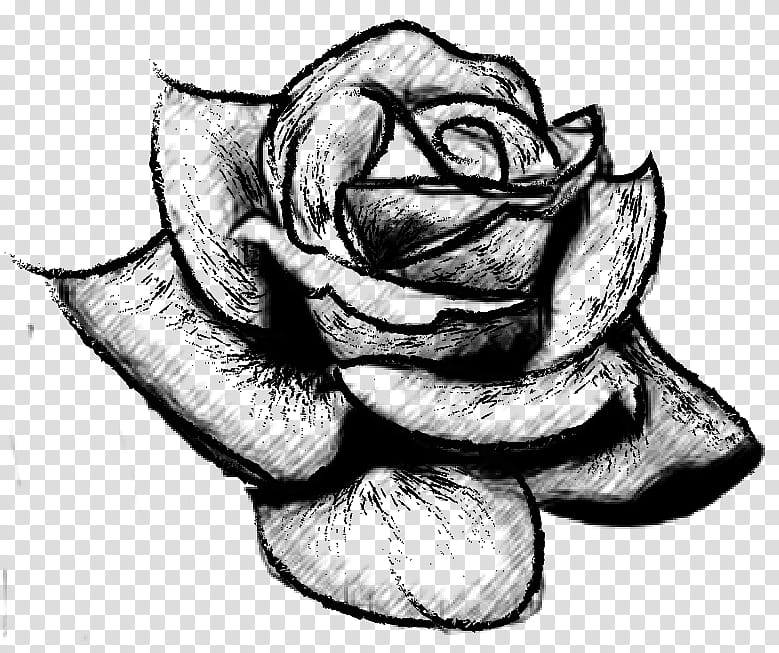 Spring Flowers Black Rose Sketch Transparent Background Png