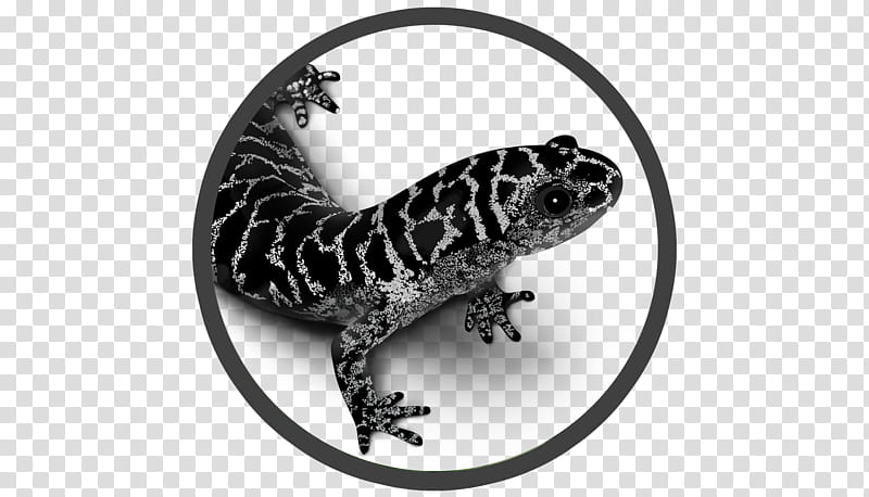 Mole, Salamander, Frosted Flatwoods Salamander, Reptile, Reticulated Flatwoods Salamander, Newt, Giant Salamanders, Marbled Salamander transparent background PNG clipart