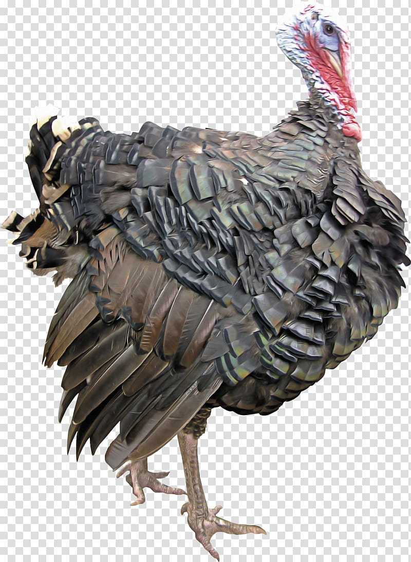 Feather, Bird, Turkey, Wild Turkey, Beak, Chicken, Flightless Bird transparent background PNG clipart
