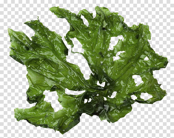 Green Leaf, Sea Lettuce, Seaweed, Algae, Green Algae, Kelp, Edible Seaweed, Brown Algae transparent background PNG clipart