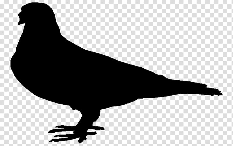 Sea Bird, Beak, Pigeons And Doves, Landfowl, Silhouette, Wildlife, California Sea Lion, Tail transparent background PNG clipart