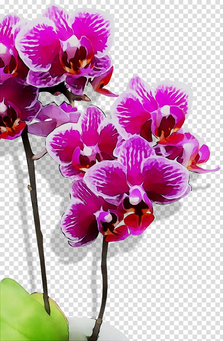 Sweet Pea Flower, Moth Orchids, Cattleya Orchids, Cut Flowers, Purple, Violaceae, Plant, Petal transparent background PNG clipart