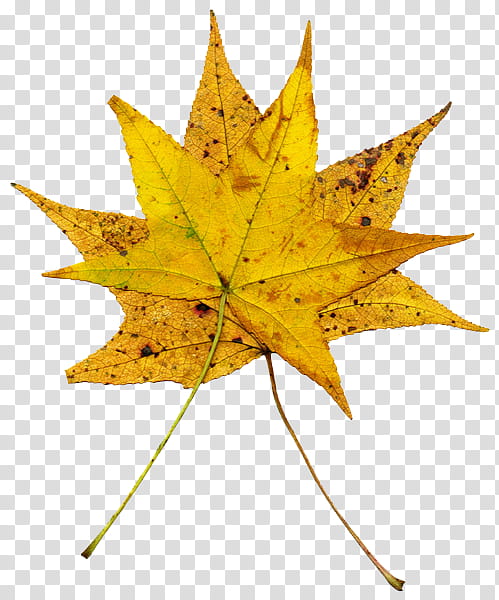 Leaves , two yellow leaves transparent background PNG clipart