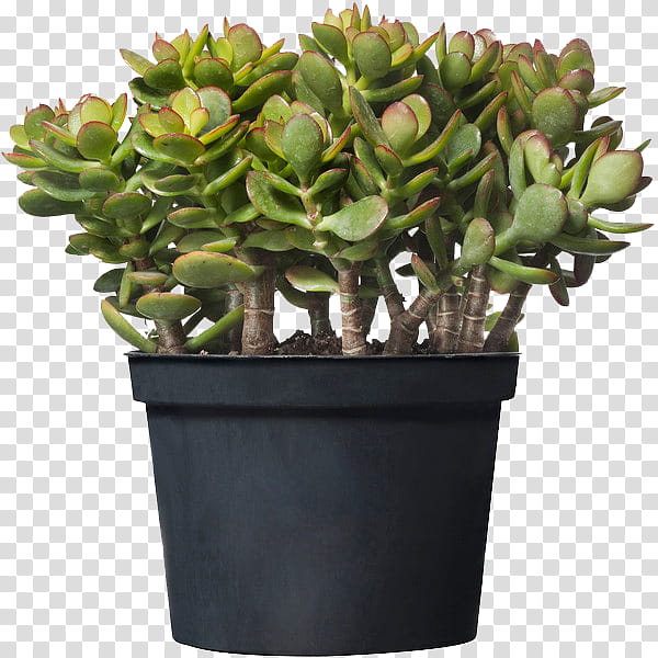 Green aesthetic, green succulent plant in black pot transparent background PNG clipart