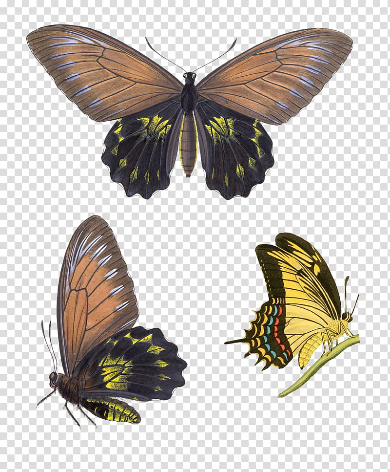 Insects , three butterflies transparent background PNG clipart
