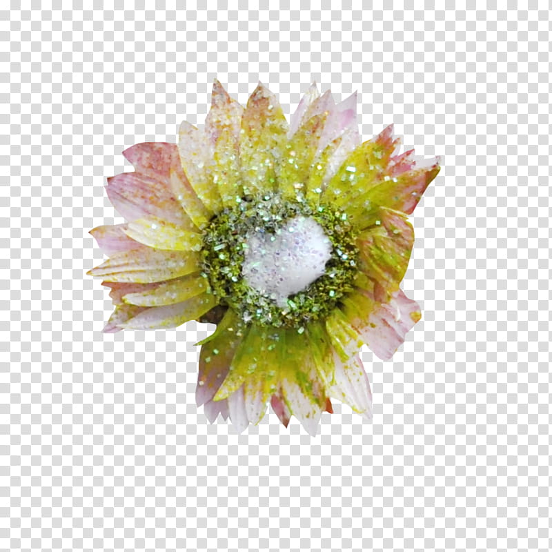 Flowers, Transvaal Daisy, Cut Flowers, Chrysanthemum, Lesser Cuckoo, Violet, October 10, Coucou transparent background PNG clipart