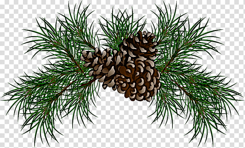 shortleaf black spruce sugar pine columbian spruce jack pine loblolly pine, Balsam Fir, White Pine, Red Pine, Shortstraw Pine, Lodgepole Pine transparent background PNG clipart