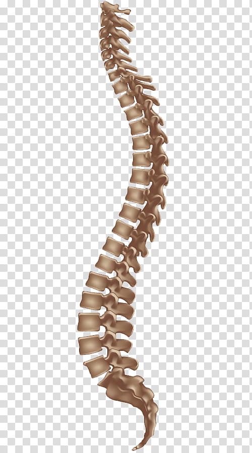 Vertebral Column Brown, Bandscheibenvorfall, Herpetic Whitlow, Back Pain, Fehlstellung, Thoracic Vertebrae, Joint, Spinal Cord transparent background PNG clipart