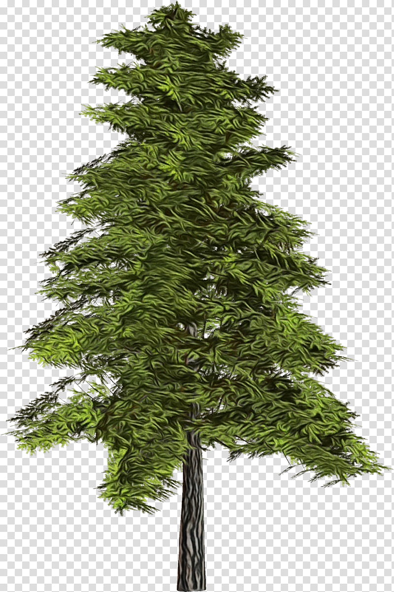 tree shortleaf black spruce columbian spruce balsam fir yellow fir, Watercolor, Paint, Wet Ink, White Pine, Oregon Pine, Sugar Pine, Canadian Fir transparent background PNG clipart