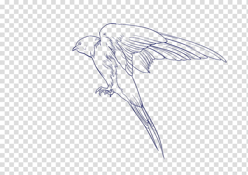 Bird Line Drawing, Beak, Bird Of Prey, Feather, Line Art, Character, Figure Drawing, Wildlife transparent background PNG clipart