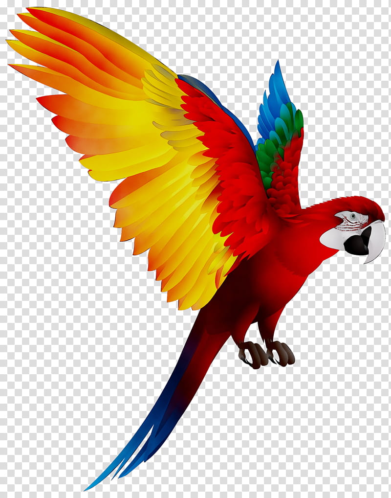 Sun, Bird, Macaw, Blueandyellow Macaw, Pet, Scarlet Macaw, Amazon Parrot, Parrots transparent background PNG clipart