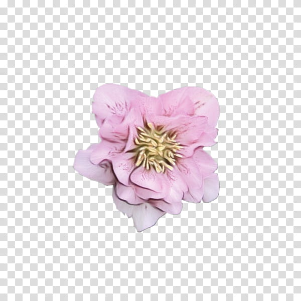 Pink Flower, Peony, Cut Flowers, Herbaceous Plant, Petal, Pink M, Plants, Magnolia transparent background PNG clipart