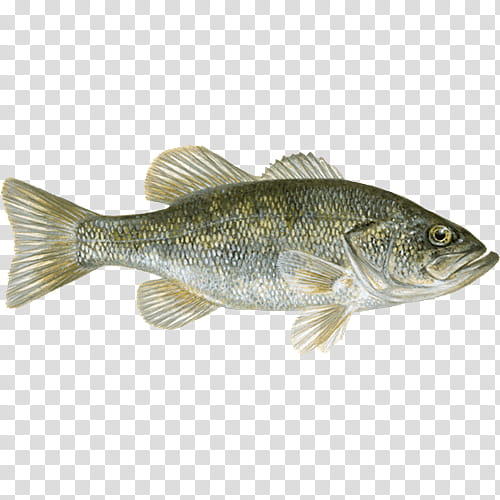 Fishing, Bass, Perch, Tilapia, Largemouth Bass, Bluegill, White Bass, Barramundi transparent background PNG clipart