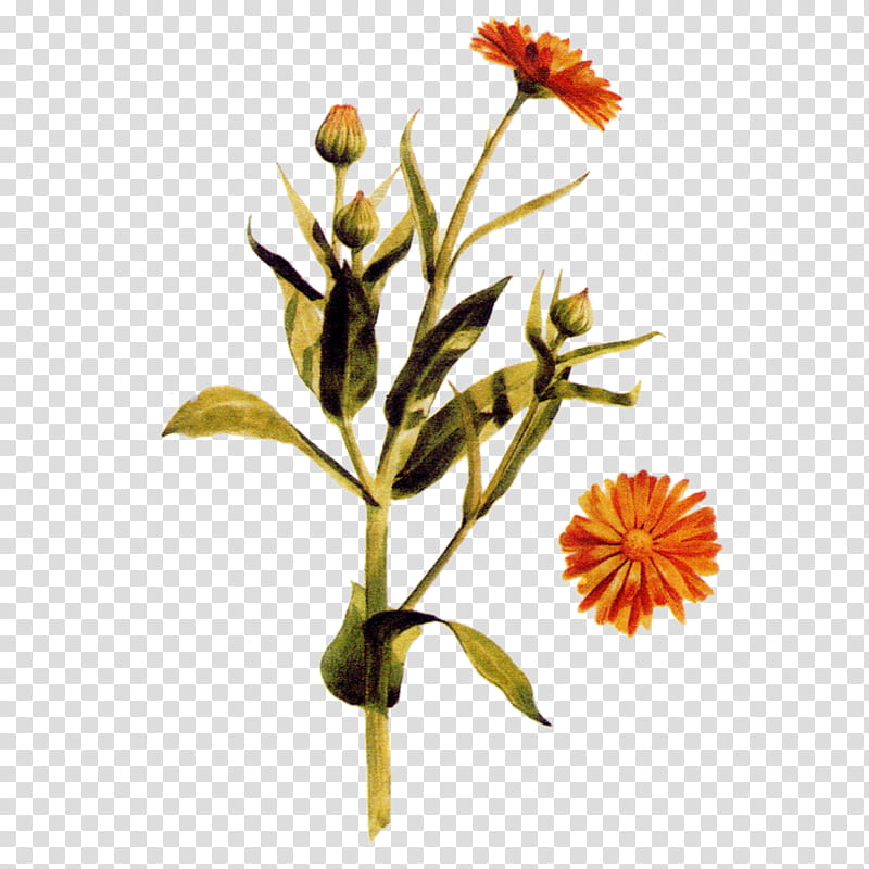 Flowers, Pot Marigold, Plants, Herb, Sweet Flag, Medicinal Plants, Cut Flowers, Plant Stem transparent background PNG clipart