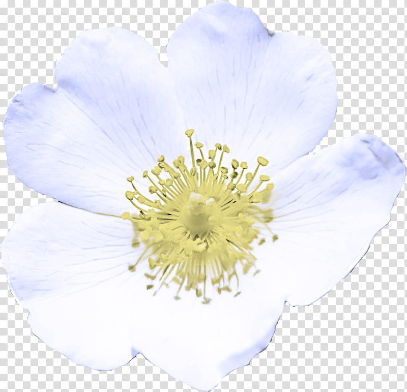 flower petal white plant rosa rubiginosa, Rosa Canina, Wildflower, Rose Family, Anemone transparent background PNG clipart