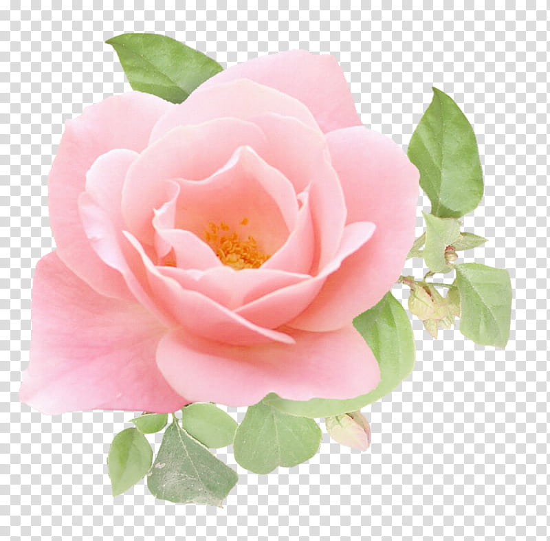 Pink Flower, Garden Roses, Painting, Floribunda, Cabbage Rose, Cartoon, Advertising, Rose Family transparent background PNG clipart