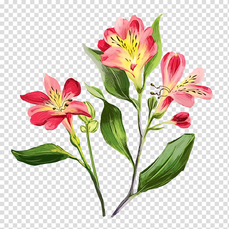 Lily Flower, Lily Of The Incas, Cut Flowers, Floral Design, Lily M, Plant, Peruvian Lily, Petal transparent background PNG clipart