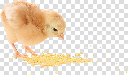 Animals s, yellow chick transparent background PNG clipart