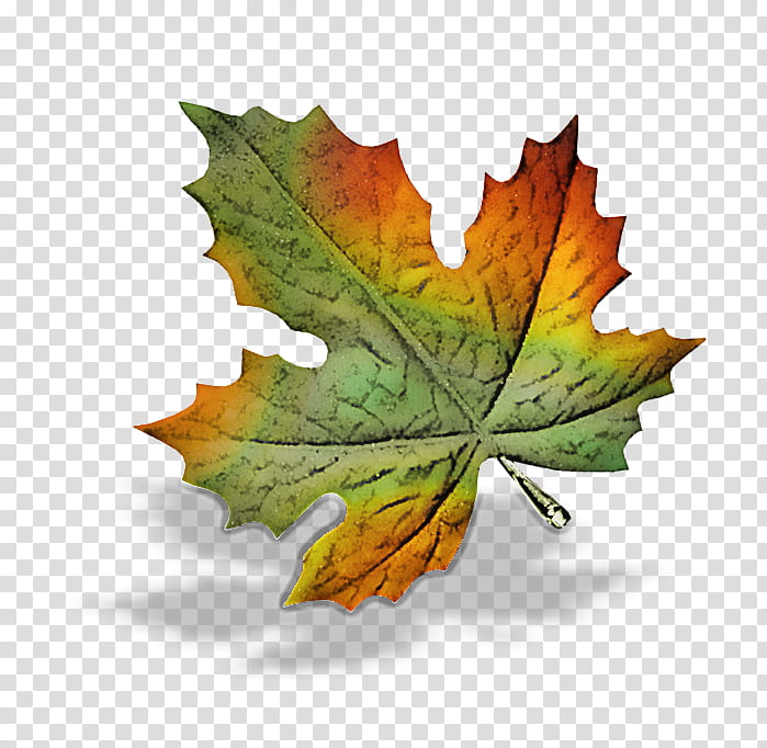 Maple leaf, Tree, Plant, Plane, Black Maple, Grape Leaves, Woody Plant transparent background PNG clipart