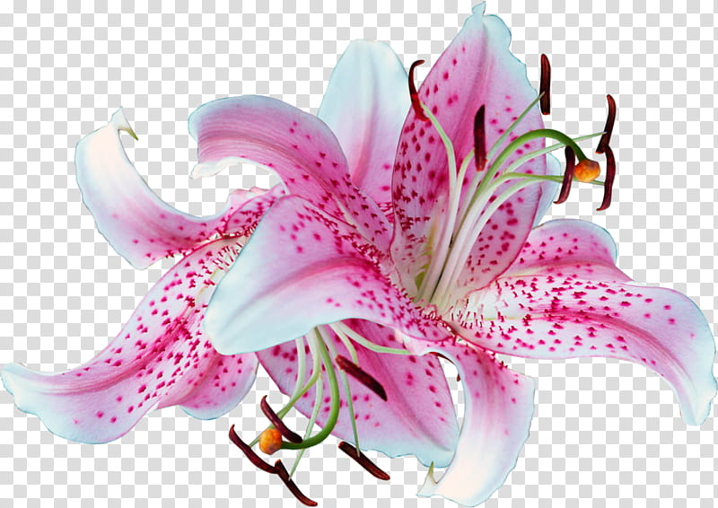 Easter Lily, Madonna Lily, Flower, Lily stargazer, Orange Lily, Tiger Lily, Arumlily, Cut Flowers transparent background PNG clipart