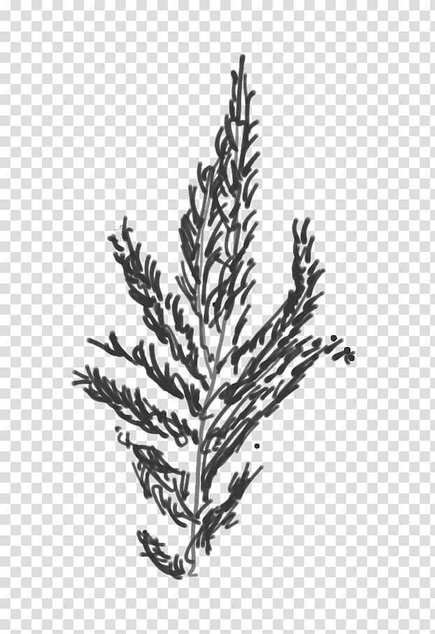 Black And White Flower, Norway Spruce, Tax, Tax Law, Keyword Tool, Tree, Christmas Tree, Black White M transparent background PNG clipart