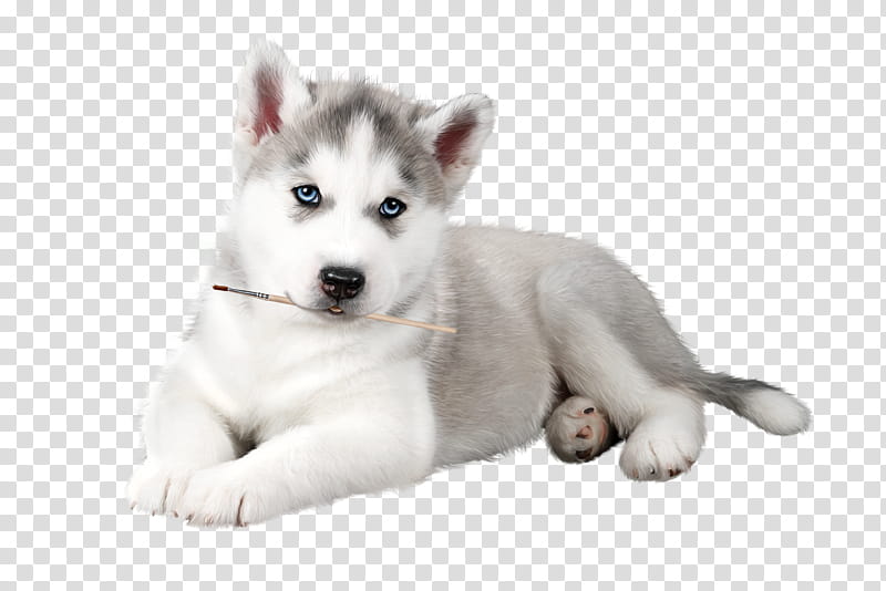 siberian husky dog white dog breed puppy, Sakhalin Husky transparent background PNG clipart
