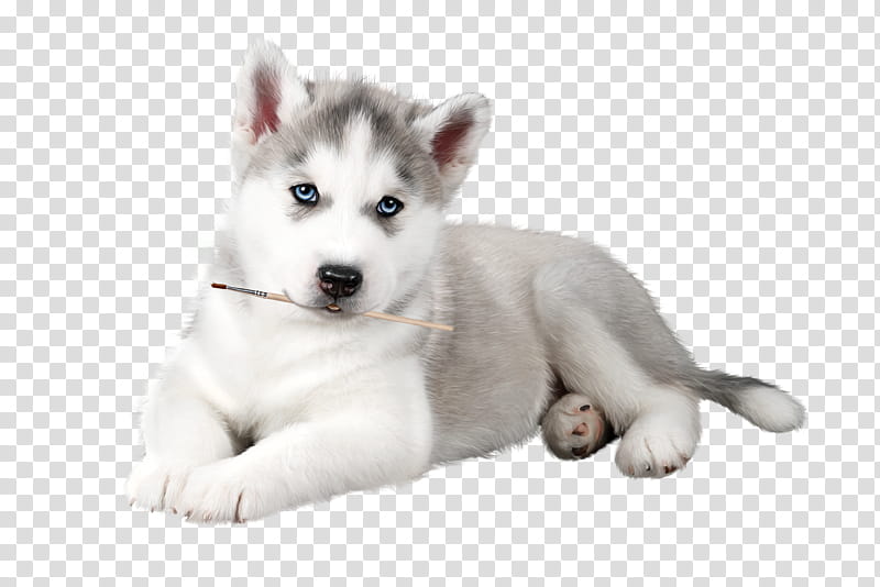 Sakhalin 2024 husky puppies