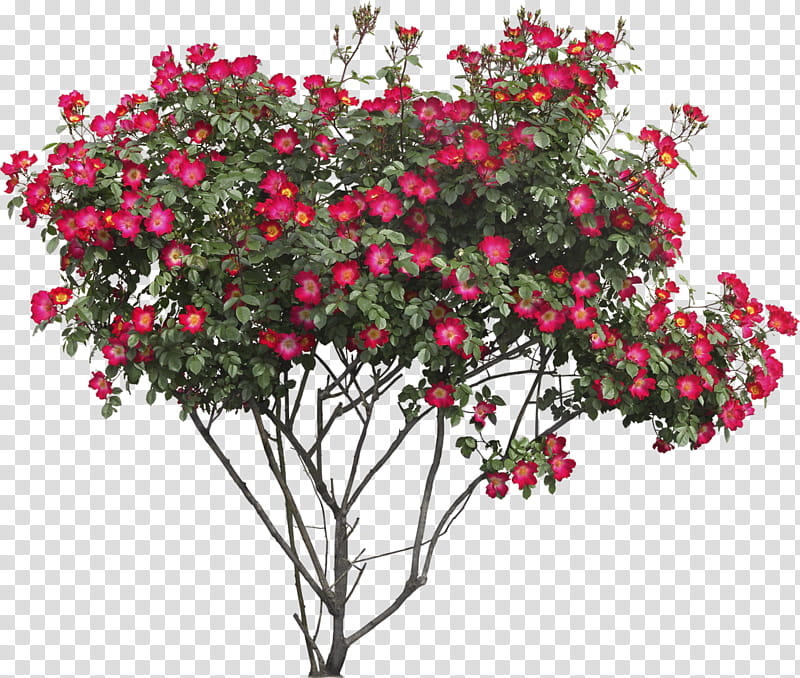 Bush , red petaled flowers transparent background PNG clipart