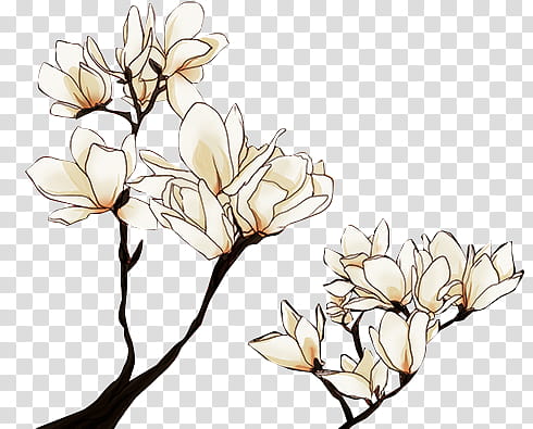 Flower, white Magnolia flowers transparent background PNG clipart