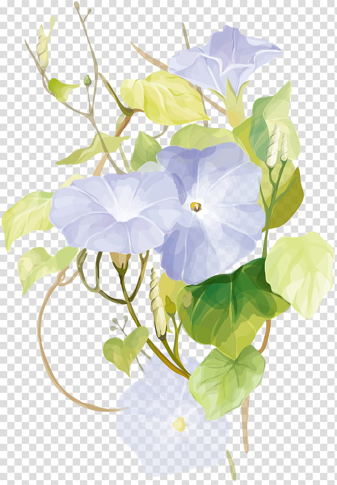 flower white petal plant morning glory, Violet, Morning Glory Family, Cut Flowers, Beach Moonflower, Watercolor Paint, Anthurium, Hydrangea transparent background PNG clipart