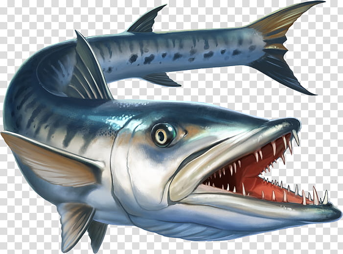 Shark Fin, Great Barracuda, Fish, Marlin Fishing, Pacific Barracuda, Atlantic Blue Marlin, Cretoxyrhina, Rayfinned Fish transparent background PNG clipart