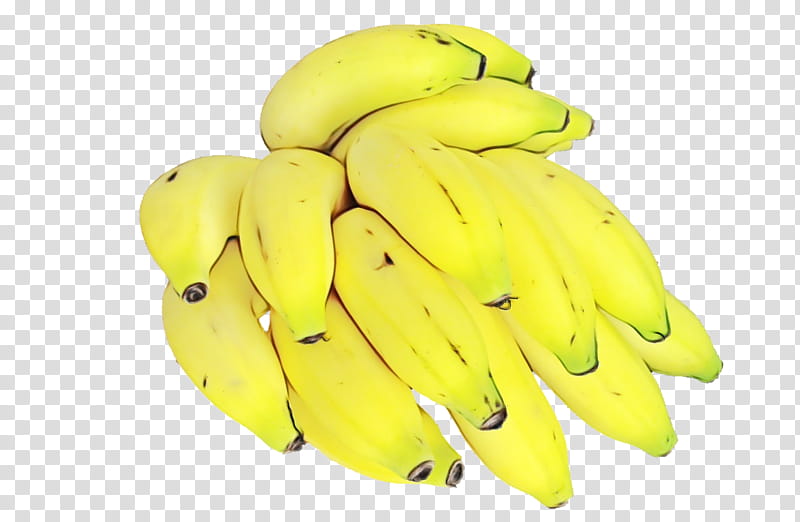 banana family banana yellow saba banana fruit, Watercolor, Paint, Wet Ink, Plant, Cooking Plantain, Food, Legume transparent background PNG clipart