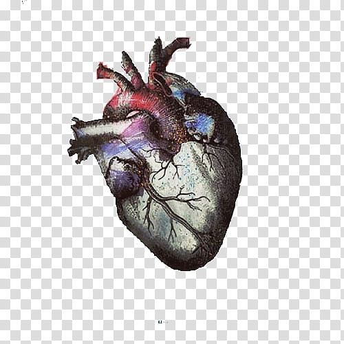 Human Heart, Drawing, Human Body, Music, Anatomy, La Dispute, Pencil, Feather transparent background PNG clipart