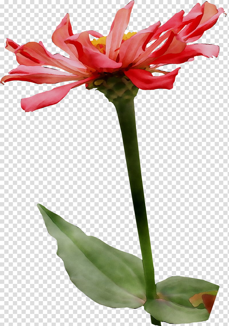 Flowers, Amaryllis, Jersey Lily, Cut Flowers, Plant Stem, Flowerpot, Belladonna, Family M Invest Doo transparent background PNG clipart