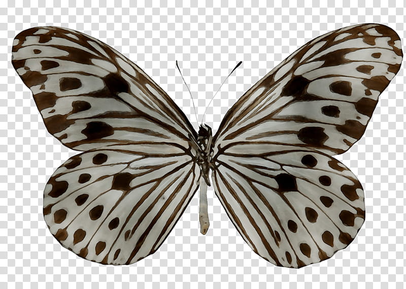 Tiger, Milkweed Butterflies, Glassy Tigers, Ideopsis Gaura, Borboleta, Monarch Butterfly, Moth, Ideopsis Vulgaris transparent background PNG clipart