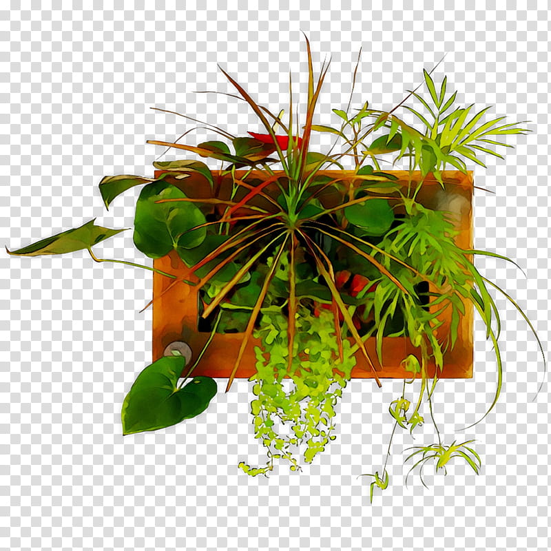 Grass Flower, Flowerpot, Leaf, Houseplant, Herb, Terrestrial Plant, Nepenthes, Plant Stem transparent background PNG clipart