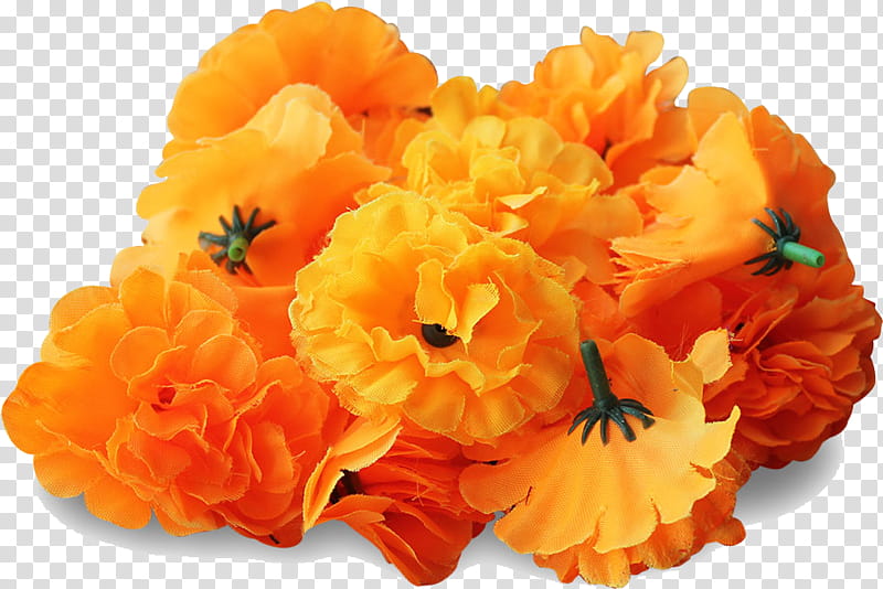 Pink Flower, Mexican Marigold, Pot Marigold, Annual Plant, Orange Calendula Flowers, Cut Flowers, Marigolds, Yellow transparent background PNG clipart