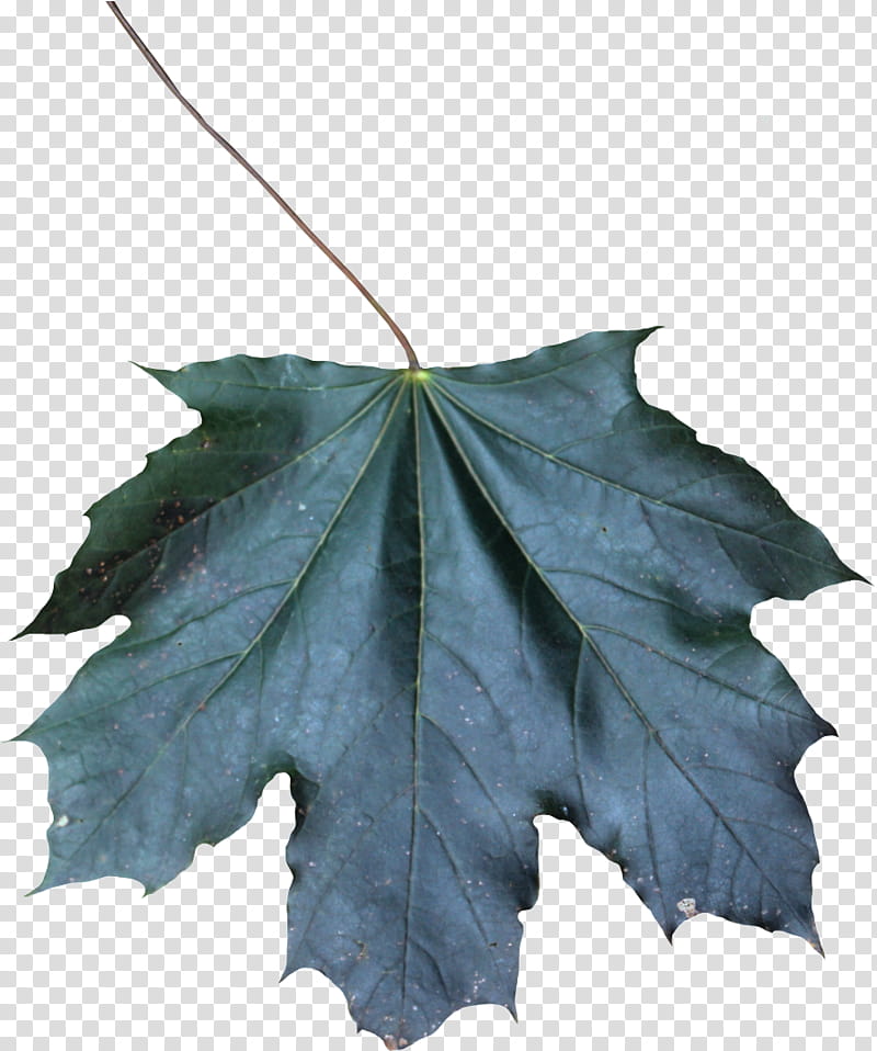 Maple leaf, Black Maple, Tree, Plant, Plane, Woody Plant, Grape Leaves, Flower transparent background PNG clipart
