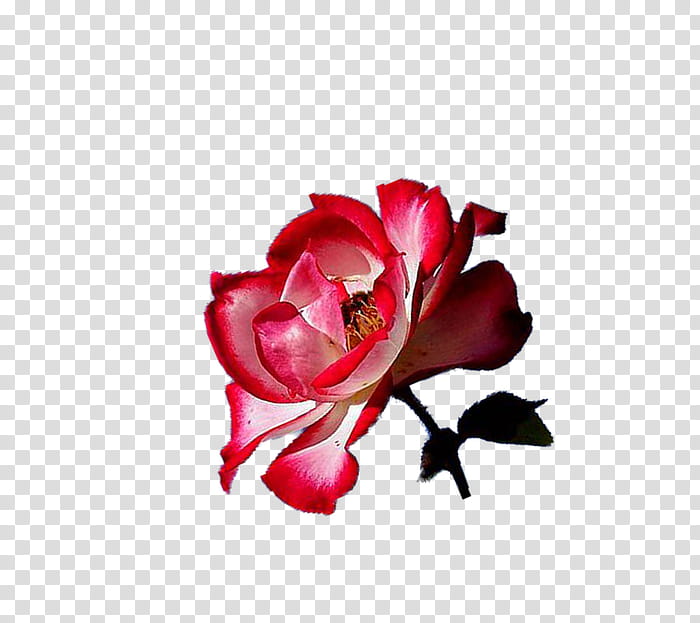 Pink Flower, Safflower, Garden Roses, Cut Flowers, Red, Rose Family, Plant, Petal transparent background PNG clipart