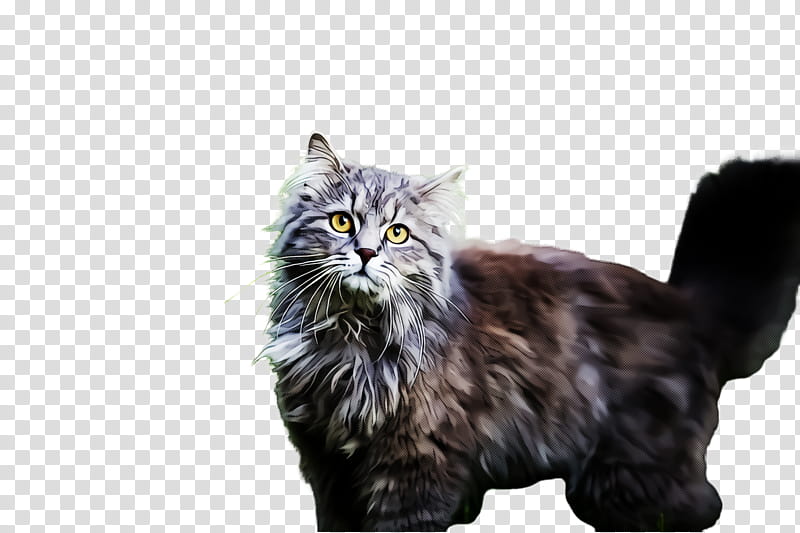 cat small to medium-sized cats whiskers norwegian forest cat domestic long-haired cat, Small To Mediumsized Cats, Domestic Longhaired Cat, Persian transparent background PNG clipart