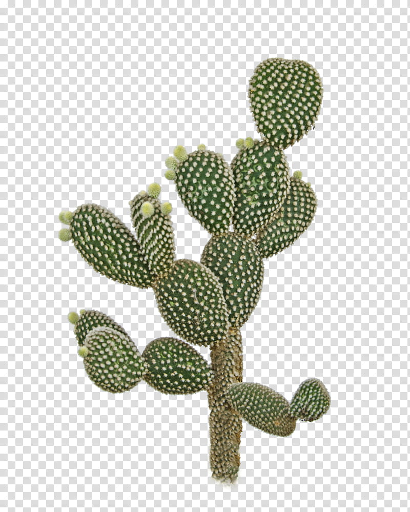 Cactuses and Plants, green cactus transparent background PNG clipart