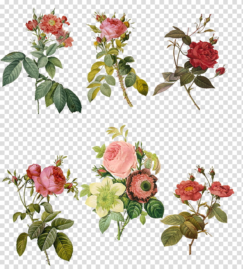 Roses, red petaled flower illustration transparent background PNG clipart