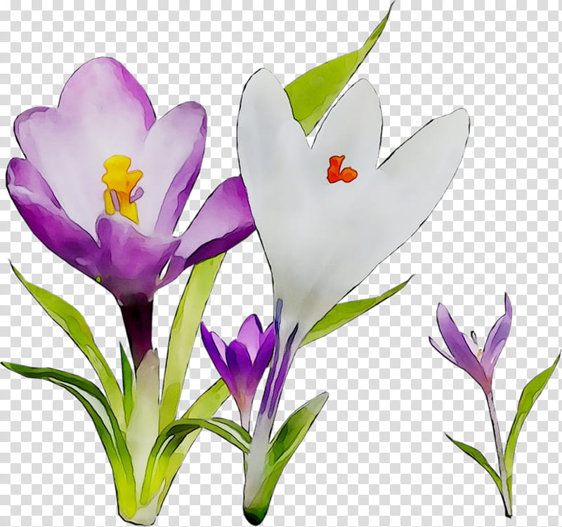 Blue Iris Flower, Drawing, Floristry, Cut Flowers, Crocus, Purple, Cretan Crocus, Tommie Crocus transparent background PNG clipart