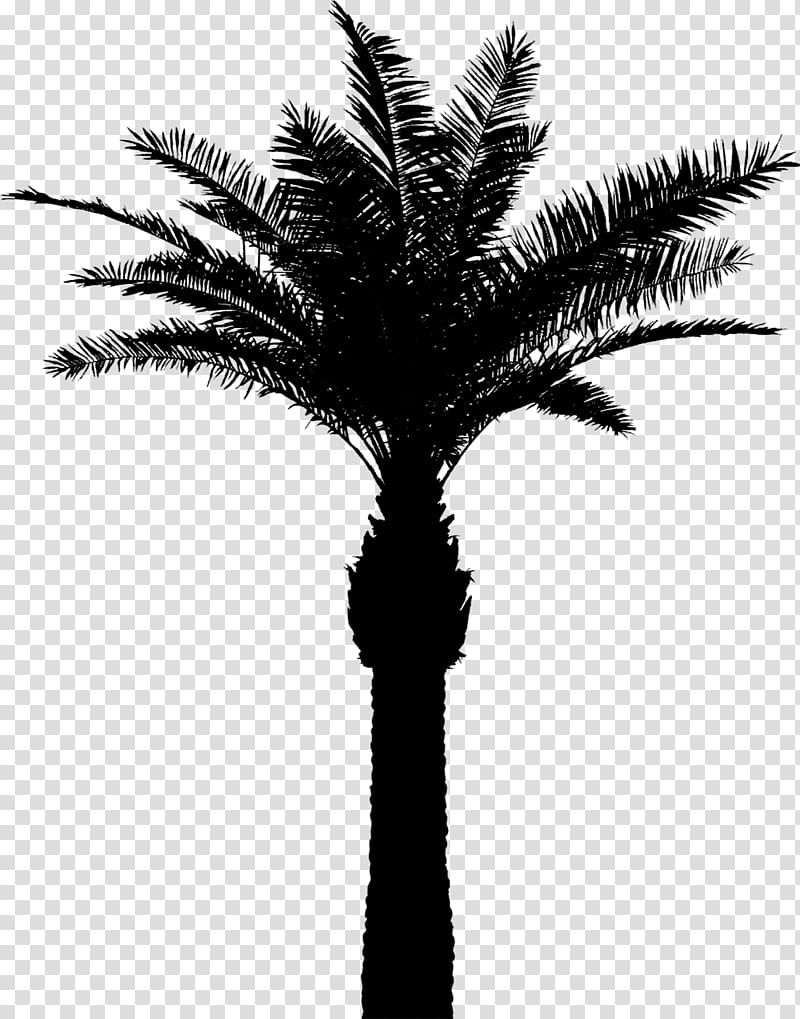 Palm Tree Silhouette, Asian Palmyra Palm, Babassu, Date Palm, Palm Trees, Attalea, Borassus, Plant transparent background PNG clipart