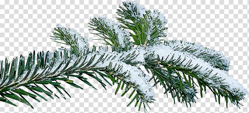 shortleaf black spruce columbian spruce balsam fir tree jack pine, Yellow Fir, White Pine, Colorado Spruce, Oregon Pine, Silvertip Fir, Canadian Fir, Lodgepole Pine transparent background PNG clipart